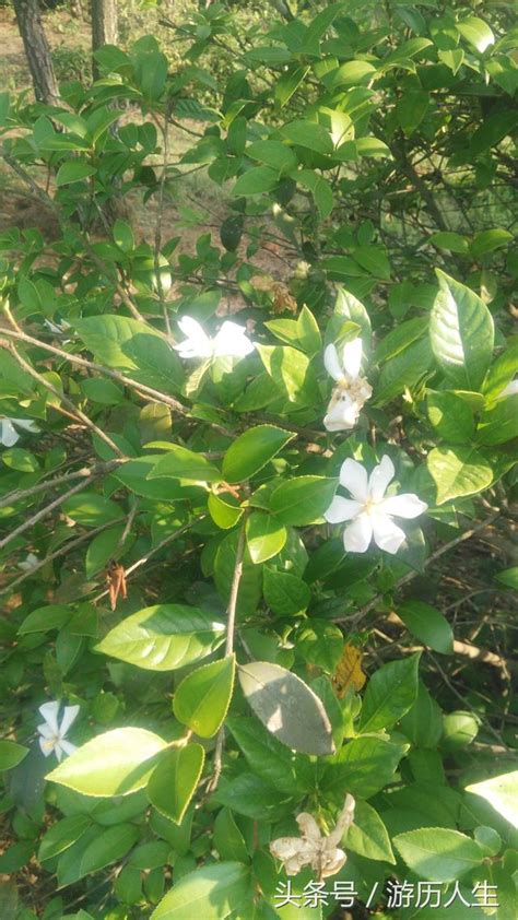 梔子花 風水|梔子花的風水作用，催旺家運就選它